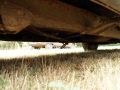 thumbs 3 5 ford vedette FORD VEDETTE a vendre 1950